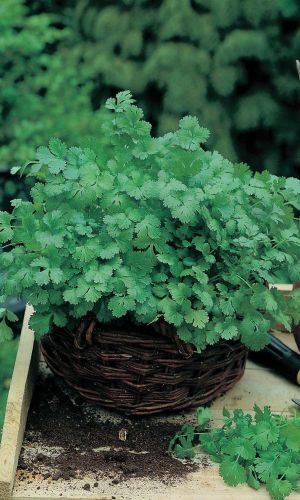 Кориандр (Кинза) ТАЙГА