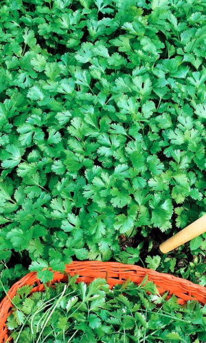 Кориандр (Кинза) ЗДОРОВЯК