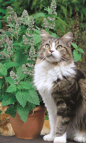 Котовник лимонный БАРХАТ &mdash; Благородный аромат лимона и мяты! Для ароматизации соусов и салатов!