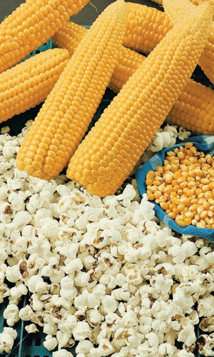 Кукуруза БЕЛОЕ ОБЛАКО