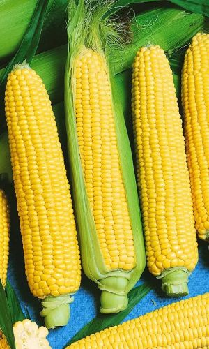 Кукуруза ЛАКОМКА БЕЛОГОРЬЯ