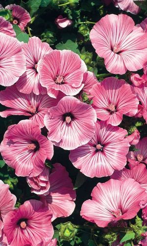 Лаватера ЦВЕТЕНИЕ САКУРЫ