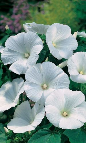 Лаватера НЕВЕСТА БОГАЧА