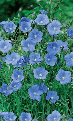 Лён голубой НЕБЕСНАЯ ЛАЗУРЬ