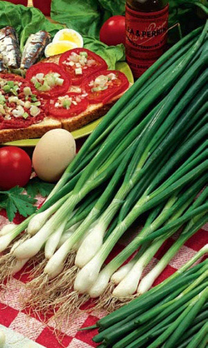 Лук батун РУССКИЙ ЗИМНИЙ