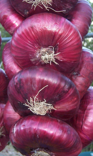 Лук репчатый ДАНИЛОВСКИЙ 301