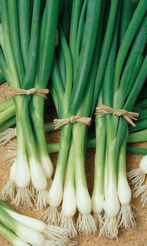 Лук на зелень ЛУЧОК НА ПУЧОК