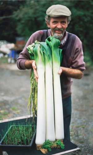 Лук порей ГИГАНТО РОССА F1