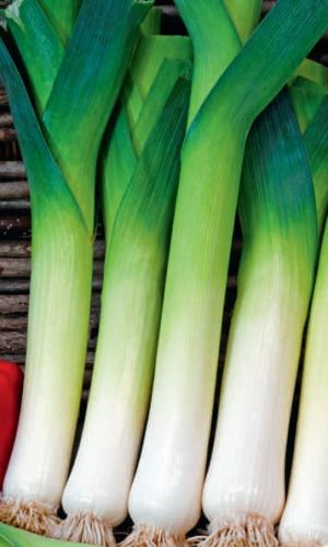 Лук порей МИЛЛИОНЕР