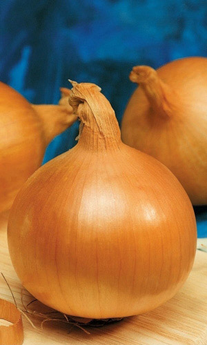 Лук репчатый ГЛОБУС