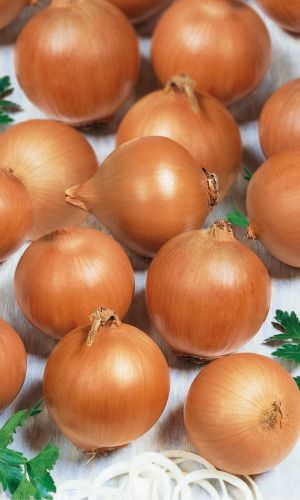 Лук репчатый СТРИГУНОВСКИЙ МЕСТНЫЙ