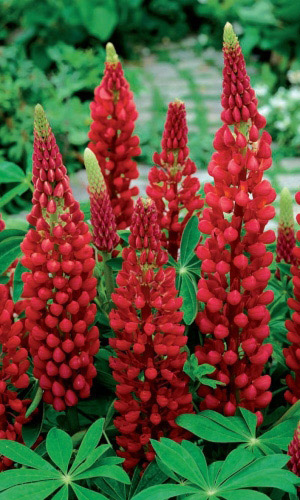 Люпин ГРАНАТОВЫЙ БРАСЛЕТ