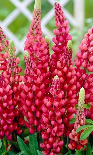 Люпин МОЙ ЗАМОК