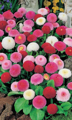 Маргаритка помпонная СМЕСЬ ОКРАСОК