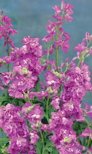 Маттиола двурогая НОЧНАЯ ФИАЛКА