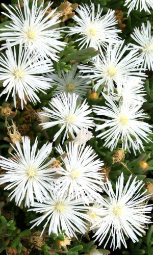 Мезембриантемум БЕЛЫЙ