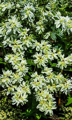 Молочай окаймленный ГОРНЫЙ СНЕГ