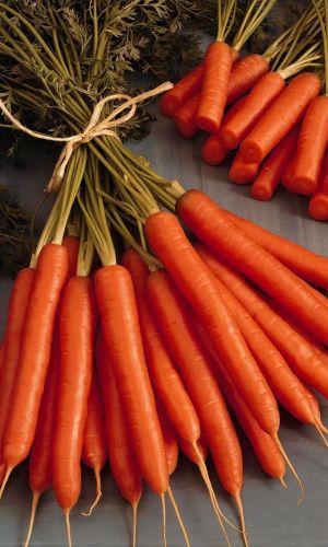 Морковь АМСТЕРДАМСКА &mdash; Лакомство для детей! Большое содержание каротина! Сочная, нежная, сладкая!