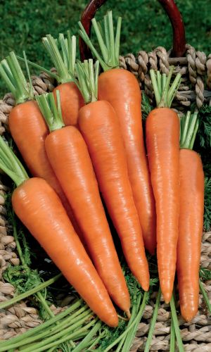 Морковь ЧУДО НА РЕКОРД &mdash; Взрыв из витаминов и каротина! Сочная, хрустящая! Хранится до нового урожая!