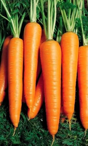 Морковь ЦУКАТ (ГЕЛЬ ДРАЖЕ) &mdash; Лучший десертный сорт! Суперхранение! Незаменима для взрослых и детей!