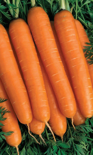 Морковь ДЕТСКАЯ СЛАДОСТЬ