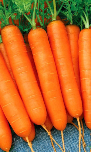 Морковь КАЛЛИСТО F1 &mdash; Сладкая! В любое лето с урожаем! Идеально для соков и пюре! Хранится до нового урожая!