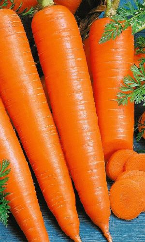 Морковь КАНАДА F1 (ГЕЛЬ ДРАЖЕ)