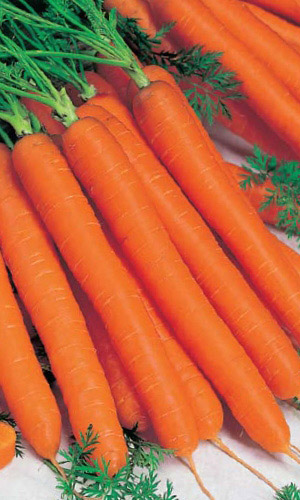 Морковь МЕДОВО-САХАРНАЯ F1