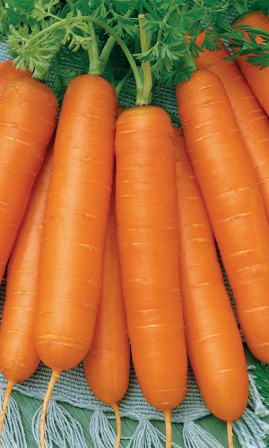 Морковь НЕСРАВНЕННАЯ &mdash; Суперурожайная! Холодостойкая! Устойчива к цветушности!