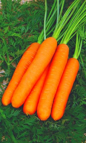 Морковь РАХАТ ЛУКУМ (ГЕЛЬ ДРАЖЕ) &mdash; Лучший десертный сорт! Суперхранение! Незаменима для детей и взрослых!