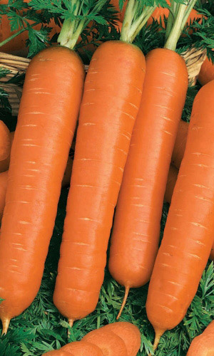 Морковь РОМОСА