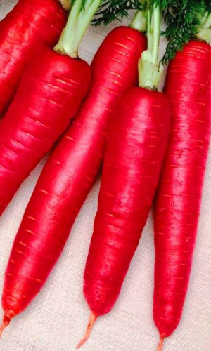 Морковь РУБИНОВАЯ F1