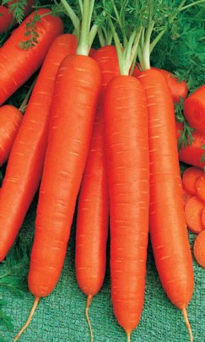Морковь САНЬКИНА ЛЮБОВЬ F1 (ГЕЛЬ ДРАЖЕ)