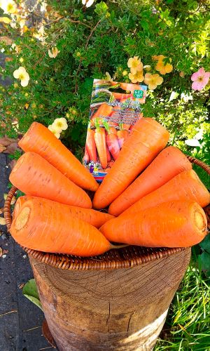 Морковь ШАНТЕНЭ РОЯЛ &mdash; Улучшенная вариация популярного типа! Корнеплоды ровные, не растрескиваются!