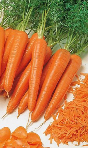Морковь ТУШОН