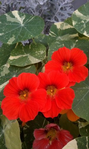 Настурция АЛЯСКА СКАРЛЕТ