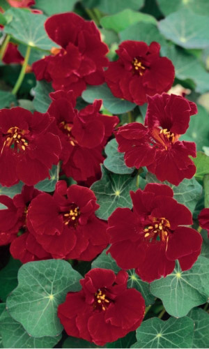 Настурция БЛЕК ЧЕРРИ