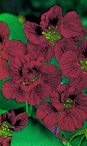 Настурция ЧЁРНЫЙ ТРЮФЕЛЬ