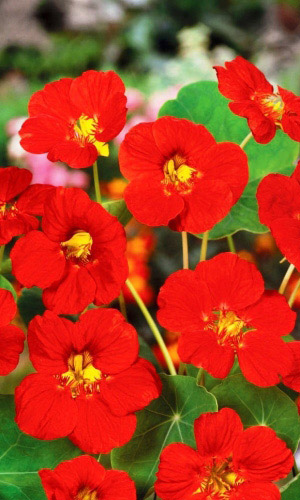 Настурция КРАСНЫЙ БЛИК