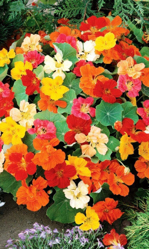 Настурция СКАЗКА