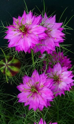 Нигелла КРИСТИНА