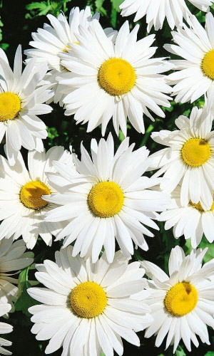 Нивяник БЕЛЫЙ ТАНЕЦ