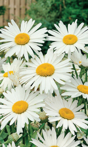 Нивяник СНЕЖНАЯ КОРОЛЕВА (СЕРЕБРЯНАЯ ПРИНЦЕССА)