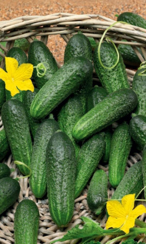 Огурец АЛЕКСЕЙ F1 &mdash; Пучковый, урожайный сорт! Дружное плодоношение!