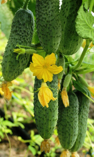 Огурец АННУШКА F1