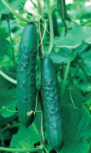 Огурец АПРЕЛЬСКИЙ F1 &mdash; До 40 кг с каждого метра вашей теплицы! Сладкий, салатный гибрид!