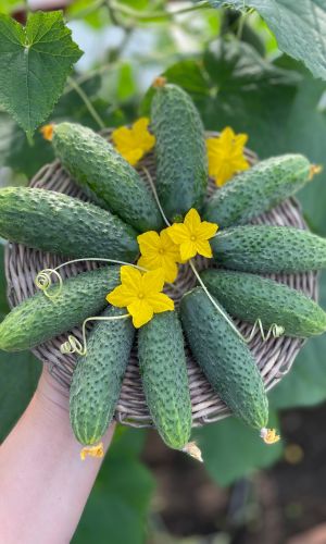 Огурец БРАТЬЯ-БЛИЗНЕЦЫ F1 &mdash; Огурчики ровные – один к одному! Хороши в засолке, всегда хрустящие!