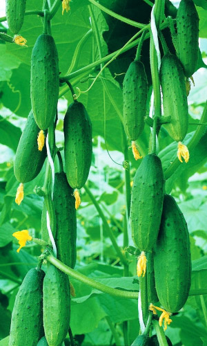 Огурец БУЯН F1