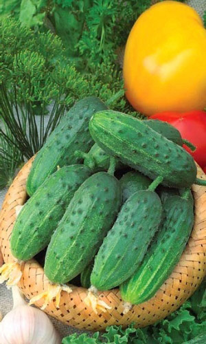 Огурец ЧАРОДЕЙ F1 &mdash; Высокоурожайный! Хрустящий и без горечи! Стрессоустойчивый! Плодоносит до глубокой осени!