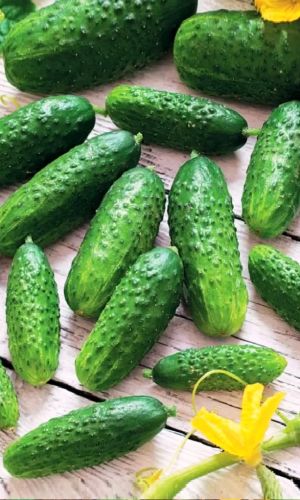 Огурец ДРУЖИНА F1